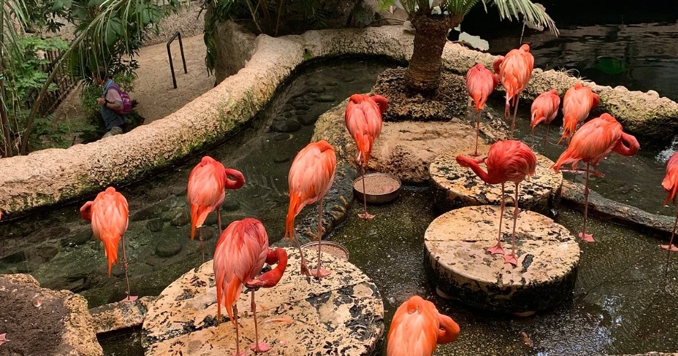 10 Best Kids' Attractions in Dallas